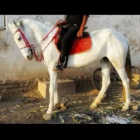 فروشی|اسب و تجهیزات اسب‌سواری|هلالی, |دیوار