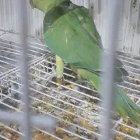 جوجه ملنگو سبز، عروس هلندی ،مرغ عشق