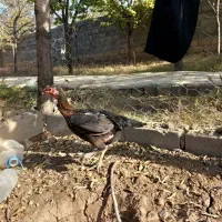 مرغ خروس لاری|حیوانات مزرعه|باخزر, |دیوار