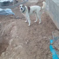 سگ آلابای|سگ|شیروان (خراسان), |دیوار