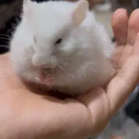 همستر به همراه لونه