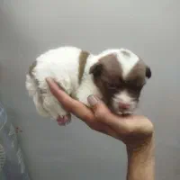 واگذاری نژاد شیتزو