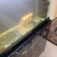 یک عدد ماهی کوی سوپرباله نارنجی کولکسیونی ۴۰ سانت