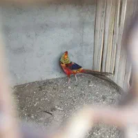 مرغ بلژیکی و هلندی|حیوانات مزرعه|هشتگرد, تهران دشت|دیوار