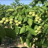 گردوپوست کاغذی تویسرکان