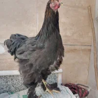 فروش برهما جوان