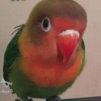 طوطی کوتوله معاوضه