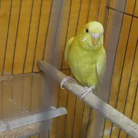 دوجفت مرغ عشق بالغ تخم گذار|پرنده|لنجان, |دیوار