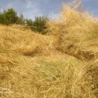 با سلام حدود ۵نیسان کاه علف