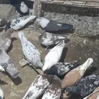 کفتر|پرنده|تربتحیدریه, بیمارستان رازی|دیوار