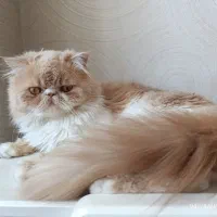 پرشین نر باکیفیت و اصیل