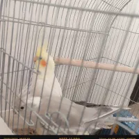 عروس هلندی|پرنده|دلیجان, |دیوار