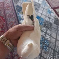 کفتر ملاقی