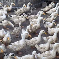 اردک بگ بگی باغی|حیوانات مزرعه|سرخرود, |دیوار