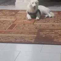 توله هاسکی ۵ ماه رایگان|سگ|کرج, باغستان|دیوار