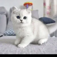 فروشگاه گربه‌های میوهاپ