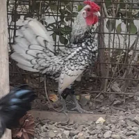 خروس میناتوری