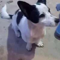 با سلام فروش سگ پاکوتاه نر