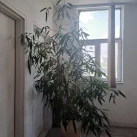 درخچه بنجامین امستل