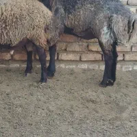 قوچ بره|حیوانات مزرعه|کویرات, |دیوار