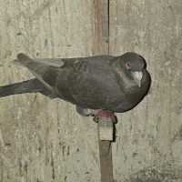 دورگ درجه یک ذات فولاد|پرنده|شوشتر, |دیوار