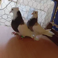 کبوتر طوقی کاکولی|پرنده|گنبد کاووس, |دیوار