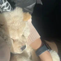 چاو چاو|سگ|تهران, حر|دیوار