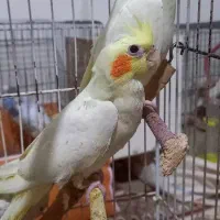 پرنده عروس هلندی