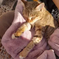 واگذاری گربه|گربه|منجیل, |دیوار