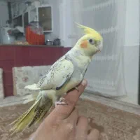 عروس هلندی|پرنده|سنقر, |دیوار