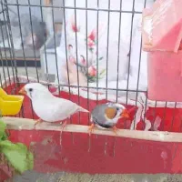 جاکفشی آینه قدی میزتحریرکتابخانه ساعت کفش لباس تاب|حراج|اسلامشهر, مظفریه|دیوار