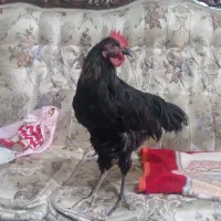 فروش خروس لاری