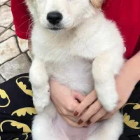 واگذاری سگ اشپیتز