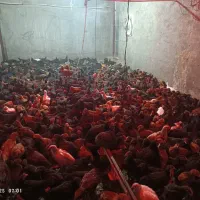 فروش حیوانات مزرعه