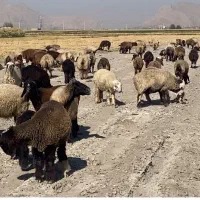 استخدام چوپان متاهل.فقط و فقط افغان کم جمعیت