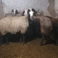 سلام یک راس قوچ قره قزل اصل دودندان|حیوانات مزرعه|دشتابی, |دیوار