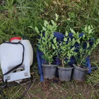 یاس هلندی سطل دوازده ده چهل سه نیم و زمینی|گل و گیاه طبیعی|چابکسر, |دیوار