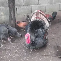 بوقلمون  ومرغ امروک قوغاز