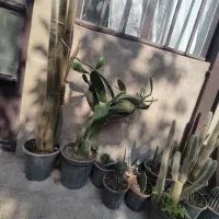 کاکتوس|گل و گیاه طبیعی|ملارد, |دیوار