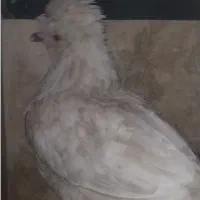 مرغ کاکلی تخمگذار