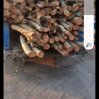 خرید چوب اکلاتوس و ابریشم و ۰۰۰ با بهترین قیمت