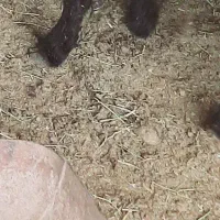 بره نر درجه یک