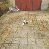 دو عدد پشتار نر