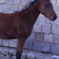 مادیون 5 ماهه