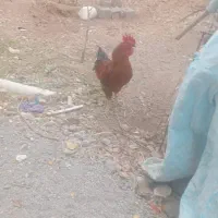 دو عدد خروس یوی جوجه خروس گلین و یکی دیگه محلی