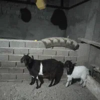 سلام خسته نباشید یک عددبزبزغاله|حیوانات مزرعه|شیروان (خراسان), |دیوار