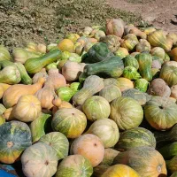 توفاله چغندر|عمده‌فروشی|تربت جام, خیرآباد|دیوار