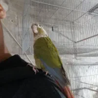 گرینجیک|پرنده|قم, باغ اشرافی|دیوار