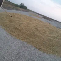 سلام وقت بخیر جو به فروش میرسد