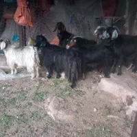 بز بزغاله چپش|حیوانات مزرعه|پلدختر, |دیوار